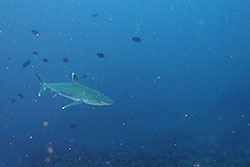 shark and fish